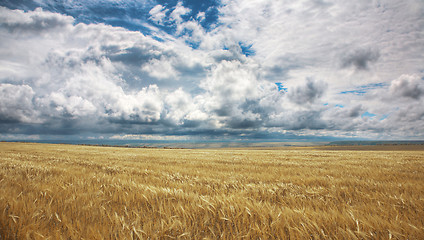 Image showing Field of yellow wheat