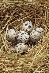 Image showing Five quail eggs in nest