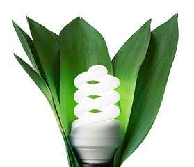 Image showing fluorescence lamp in green leaves of isolated on a white backgro