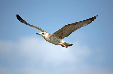 Image showing Flying seagull