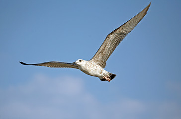 Image showing Flying seagull