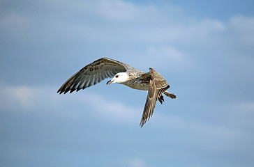 Image showing Flying seagull