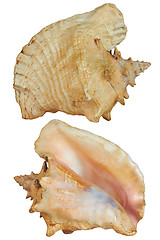 Image showing Front and back Seashell