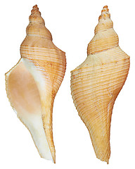 Image showing Front and back Seashell