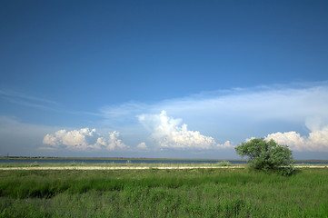 Image showing Green grass and tree