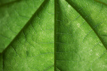 Image showing green sheet close up