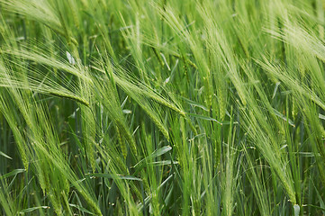 Image showing green wheat field