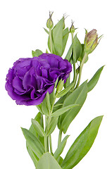 Image showing Beautiful purple flower