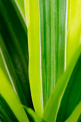 Image showing Green leaves