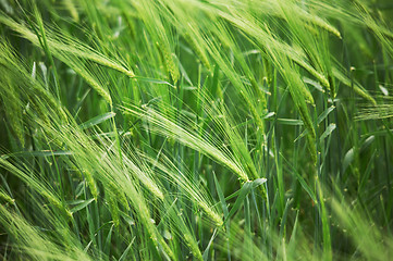 Image showing green wheat field