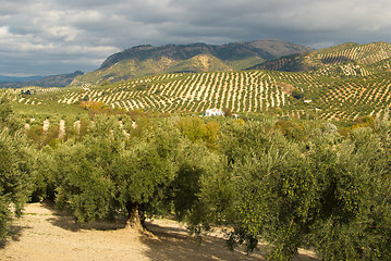 Image showing Olive plantation