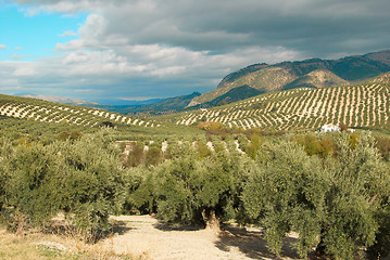 Image showing Olive plantation