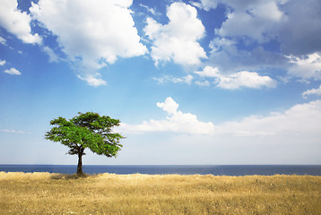 Image showing Field, tree, sea