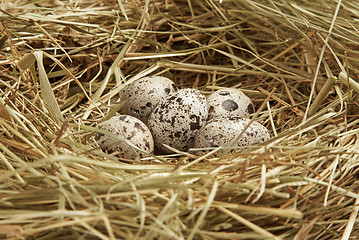 Image showing Five quail eggs in nest