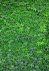 Image showing Green leaf background