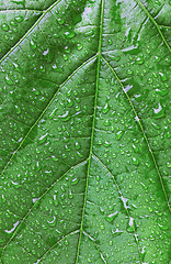 Image showing Green leaf with drops