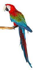 Image showing parrot