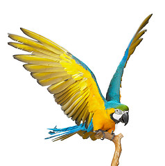 Image showing parrot