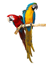 Image showing two parrots