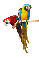 Image showing two parrots