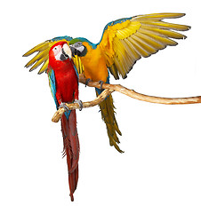 Image showing two parrots colorful isolated in white background