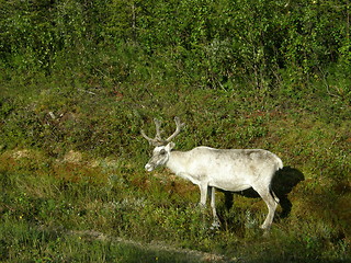 Image showing White reindeer at a forest border