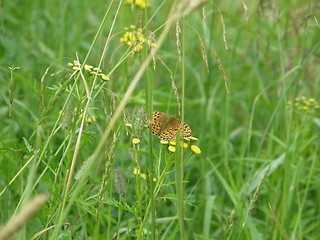 Image showing Orange spotted butterfly