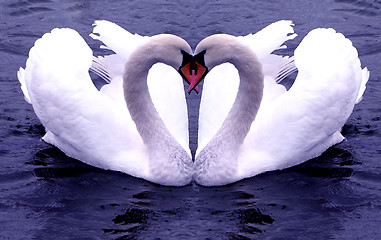 Image showing Swans Hearts