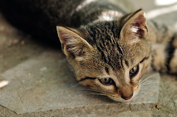 Image showing gray kitten