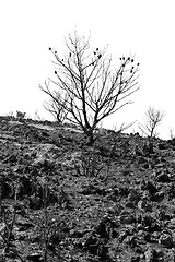 Image showing charred pine tree