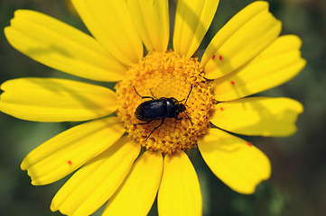 Image showing beetle on flower