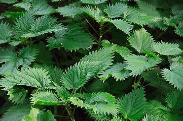 Image showing stinging nettle