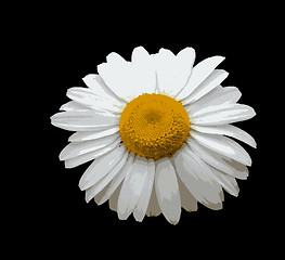Image showing Chamomile vector
