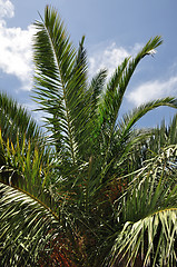 Image showing palm tree branches