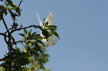 Image showing white dove