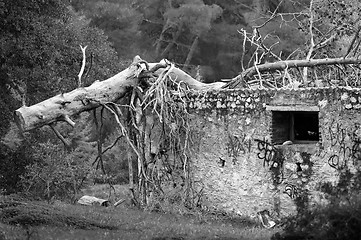 Image showing fallen tree trunk