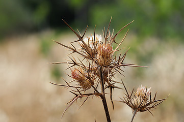 Image showing withered thistle