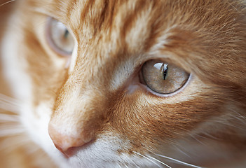 Image showing Red cat