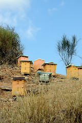 Image showing beehives