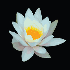 Image showing Water lily vector
