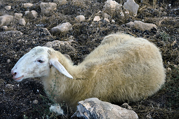 Image showing lamb