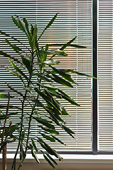 Image showing green houseplant against the window with the blinds