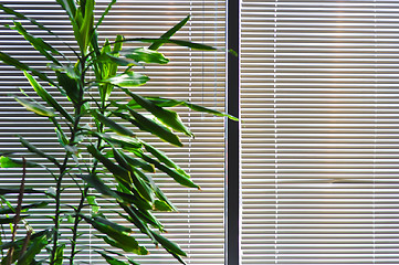 Image showing green houseplant against the window with the blinds