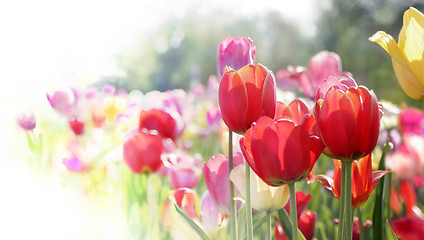 Image showing tulips in bloom