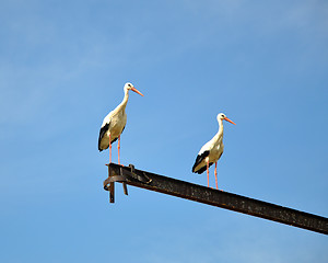 Image showing Storks