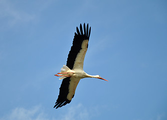 Image showing The Stork