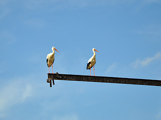 Image showing Storks