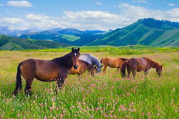 Image showing Horses are grazed on a meadow