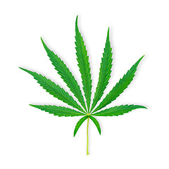 Image showing Isolated marihuana leaf