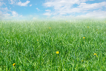 Image showing Grassy meadow with yellow colors and the sky with clouds